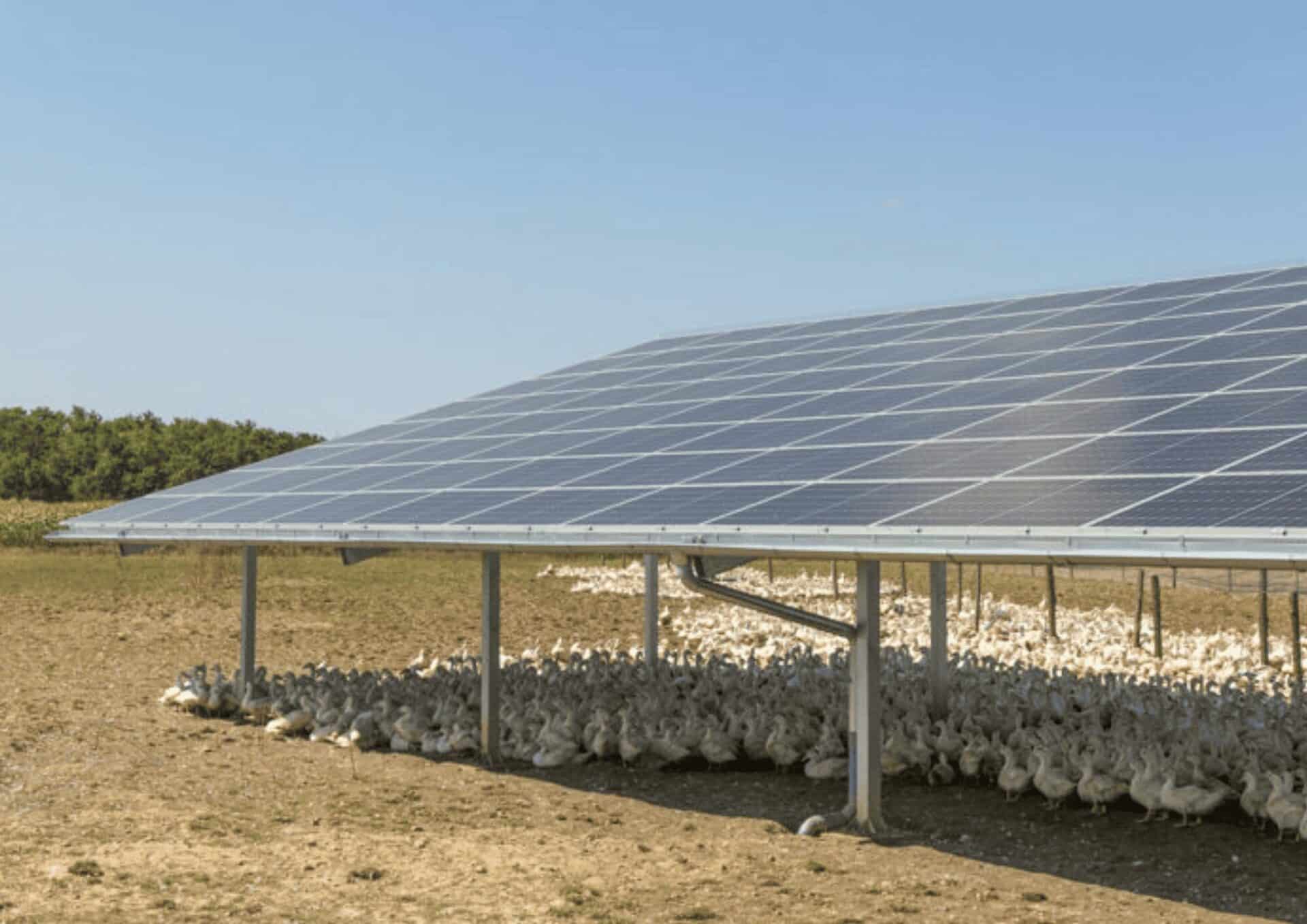 ombriere photovoltaique avicole pour la volaille
