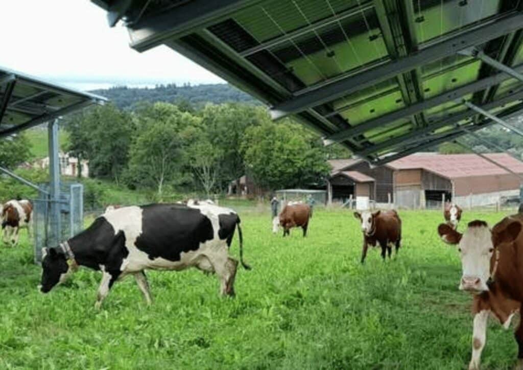 Ombriere photovoltaique agricole vache dans les champs