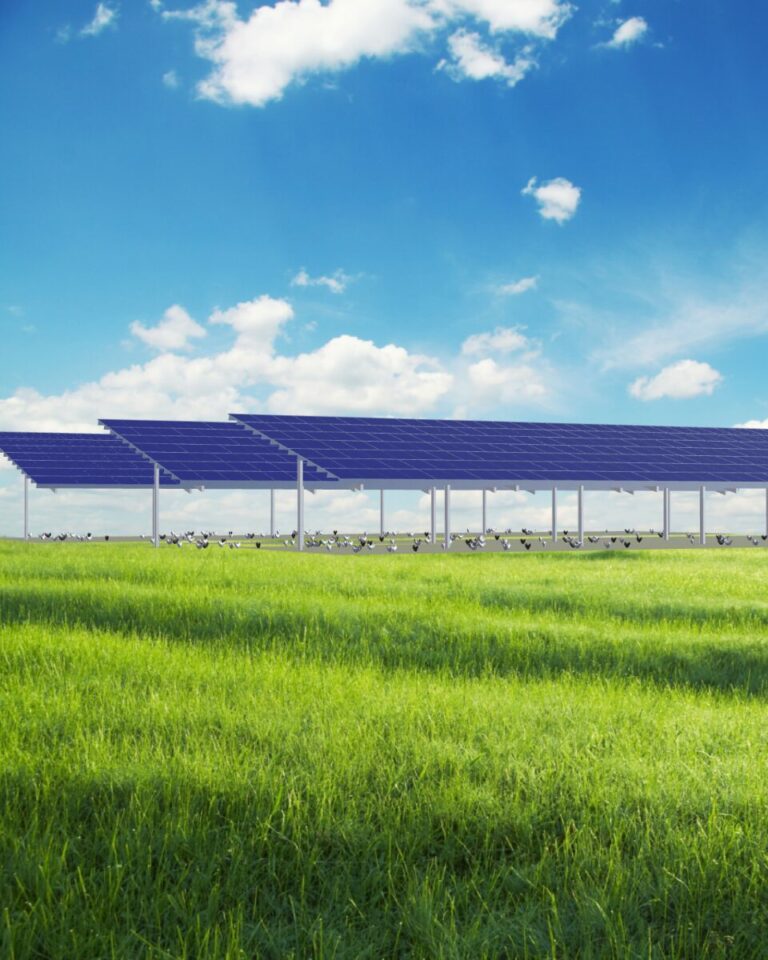 volières photovoltaïques d'élevage